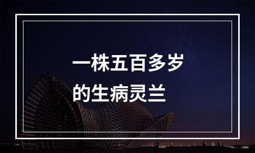 一株五百多岁的生病灵兰