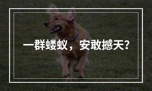 一群蝼蚁，安敢撼天？