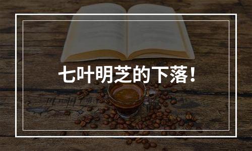 七叶明芝的下落！