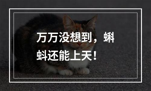 万万没想到，蝌蚪还能上天！