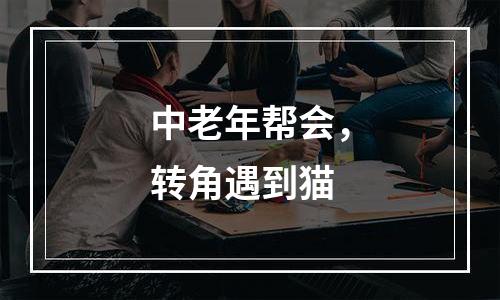 中老年帮会，转角遇到猫