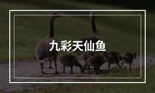 九彩天仙鱼
