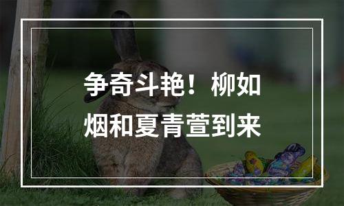 争奇斗艳！柳如烟和夏青萱到来