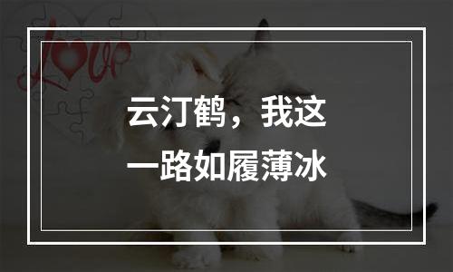 云汀鹤，我这一路如履薄冰