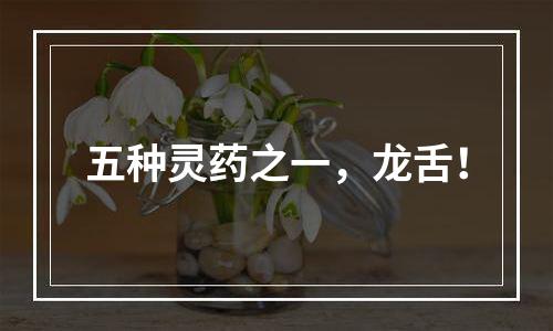 五种灵药之一，龙舌！