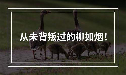 从未背叛过的柳如烟！