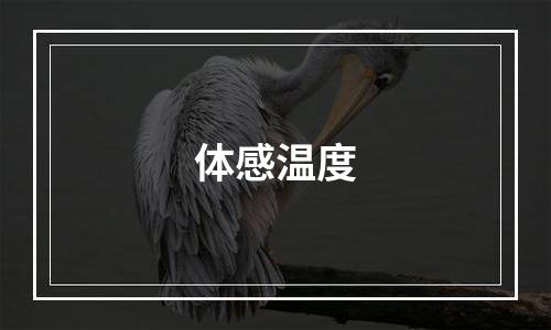 体感温度