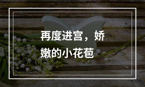 再度进宫，娇嫩的小花苞