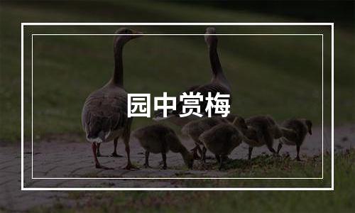 园中赏梅