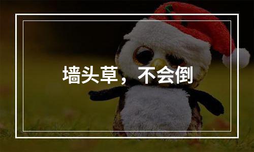 墙头草，不会倒