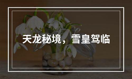 天龙秘境，雪皇驾临