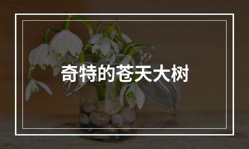 奇特的苍天大树