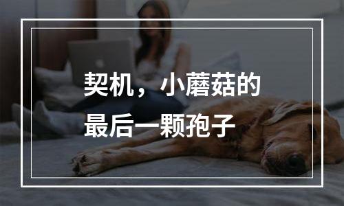 契机，小蘑菇的最后一颗孢子