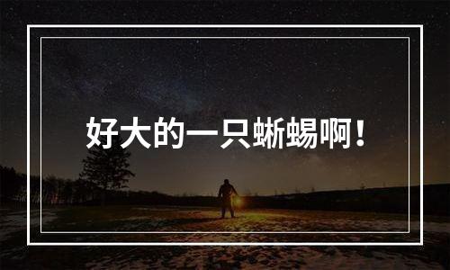 好大的一只蜥蜴啊！