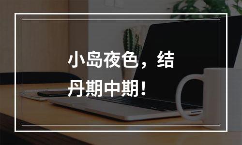 小岛夜色，结丹期中期！
