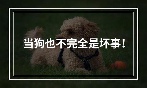 当狗也不完全是坏事！