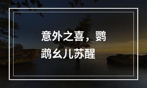 意外之喜，鹦鹉幺儿苏醒