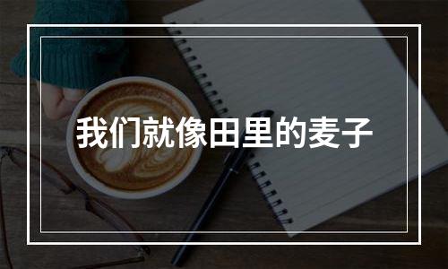 我们就像田里的麦子
