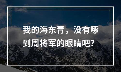 我的海东青，没有啄到周将军的眼睛吧？