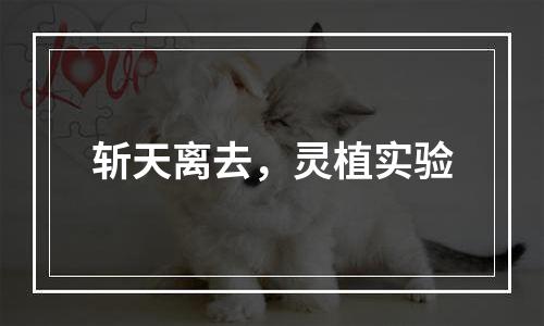 斩天离去，灵植实验