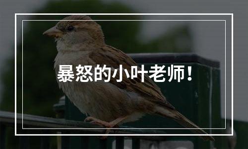 暴怒的小叶老师！