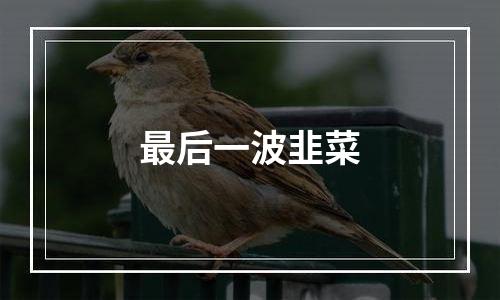 最后一波韭菜