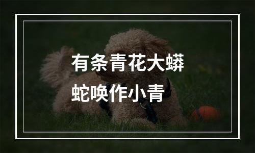 有条青花大蟒蛇唤作小青