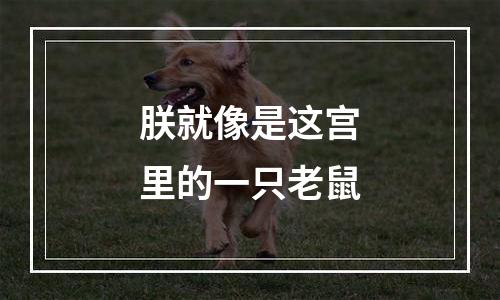 朕就像是这宫里的一只老鼠