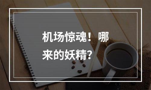 机场惊魂！哪来的妖精？