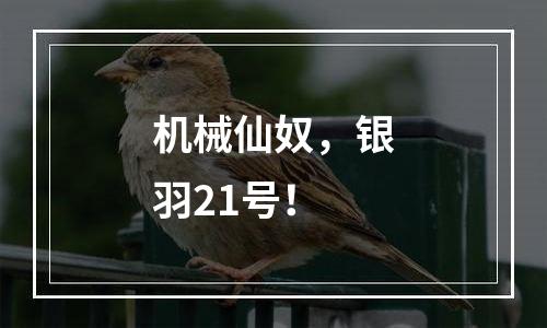 机械仙奴，银羽21号！