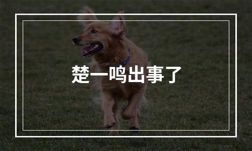 楚一鸣出事了