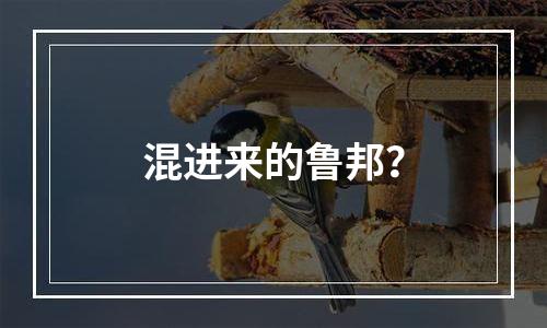 混进来的鲁邦？