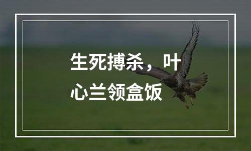 生死搏杀，叶心兰领盒饭