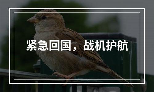 紧急回国，战机护航