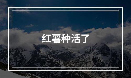红薯种活了