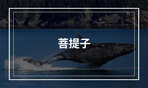 菩提子