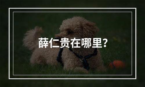 薛仁贵在哪里？