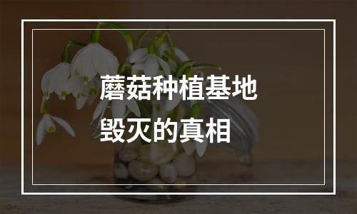 蘑菇种植基地毁灭的真相