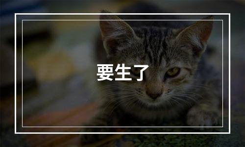 要生了