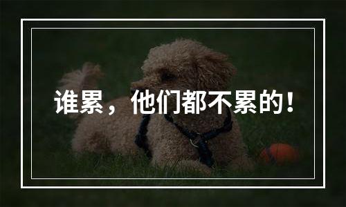 谁累，他们都不累的！