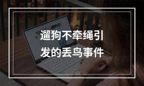 遛狗不牵绳引发的丢鸟事件