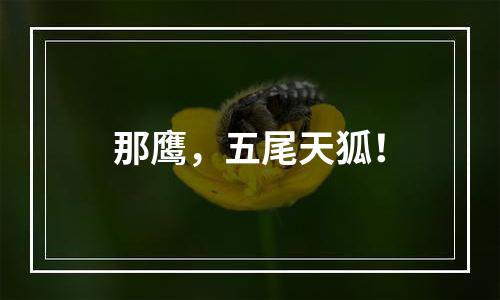 那鹰，五尾天狐！