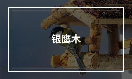 银鹰木