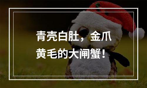 青壳白肚，金爪黄毛的大闸蟹！