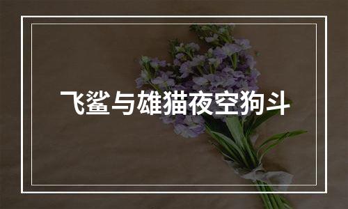 飞鲨与雄猫夜空狗斗