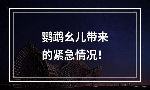 鹦鹉幺儿带来的紧急情况！
