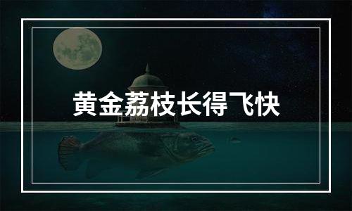 黄金荔枝长得飞快