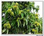 罗田天气预报40天